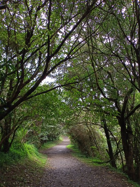 【臺北大縱走 1】二子坪→面天山→清天宮1274590