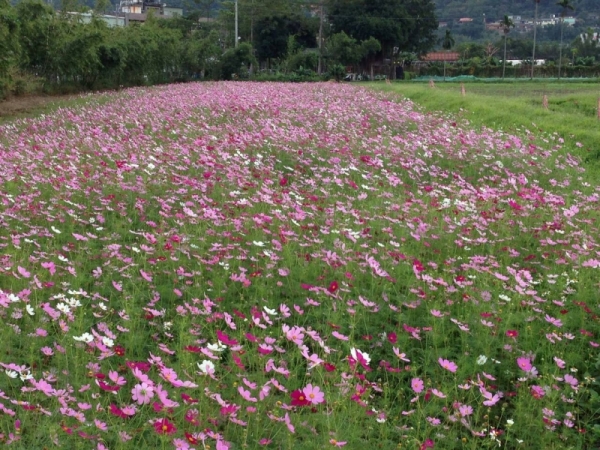 【新聞】鶯歌稻田變花田 新北賞花小確幸