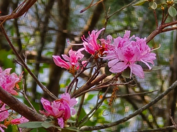 谷關松鶴橋對面的德芙蘭生態步道順登東卯山西南峰2748330