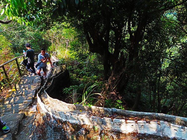 跟著花開去旅行：碧山巖櫻花及大溝溪花海870212