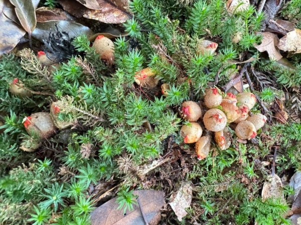 觀霧-檜山巨木群步道2925492