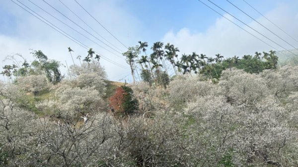 九份二山 集集大山 九尖賞梅2695259