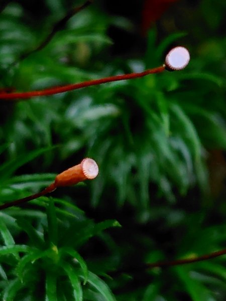 稍來小雪山國家步道、船型山、鞍馬山、鞍馬山東北峰、天池、雪山神木2799718