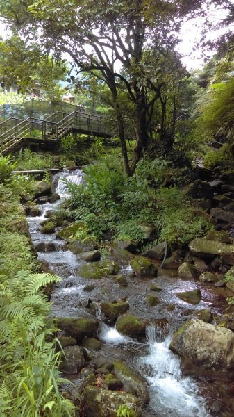 【臺北大縱走2】頂湖和竹子湖賞繡球花海芋981871