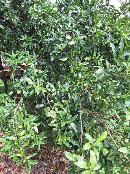 望龍埤三山O型202509272901711