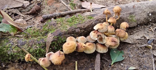 2025/07/19-大艽芎古道上溪洲山O型2841551