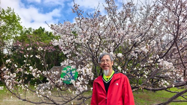 #中山樓 #陽明公園 #十八份 #吉野櫻 #墨染櫻 #青斑蝶 #青帶鳳蝶 #大紅蛺蝶 3/143014886