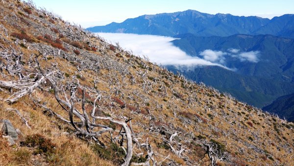 雪山黑森林直上甘木林山登雪主雪南過志佳陽下馬武霸兩日C型2758155