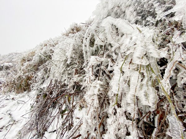 合歡銀白北國風情追雪趣 20211111235451