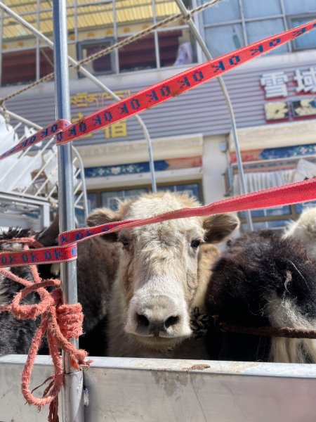 西藏♥️可愛動物🐎人物寫真/拉薩旅拍/美食2902906
