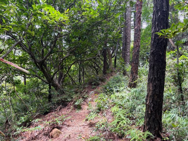 三段崎古道2835527