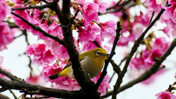 《青玉案・樂活櫻雲照水》2709174