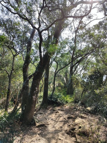 2024.01.02 飛鳳山2832151