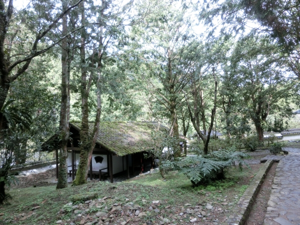 棲蘭山莊．神木園．明池93593