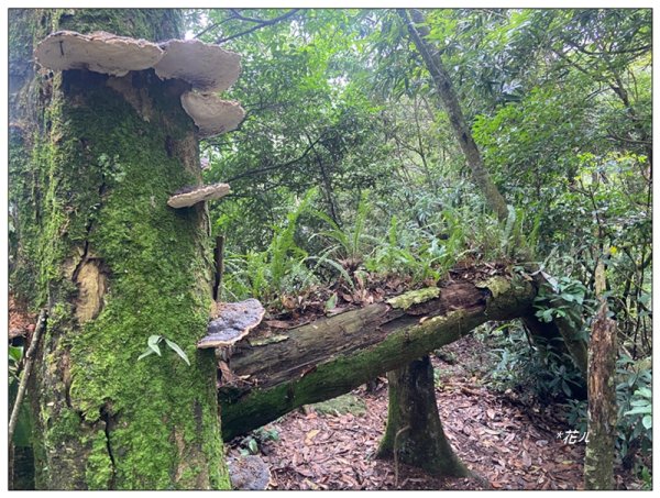 大克山 南稜線A上B下 (卓蘭最高峰)2825477