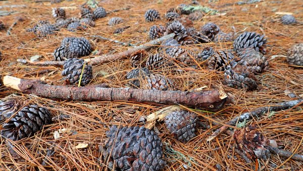 深秋綺麗山景和雲海的饗宴戒茂斯上嘉明湖山遊記2947346