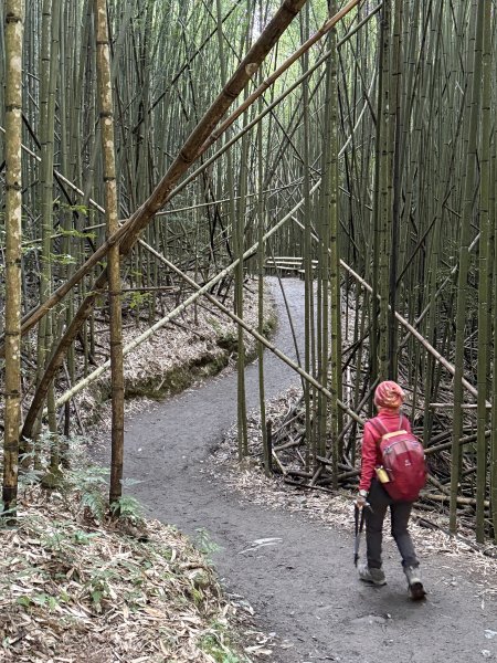 司馬庫斯巨木步道+櫻花祭202602193009429