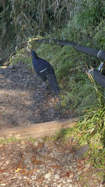 20251225塔山步道(大塔山)2970386