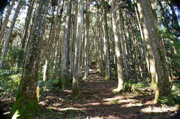 新竹 五峰 鳥嘴山、大窩山2956869