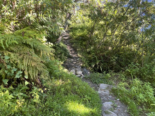 [玉山尋寶任務-03/12] 2025_0810 瓦拉米步道2857536