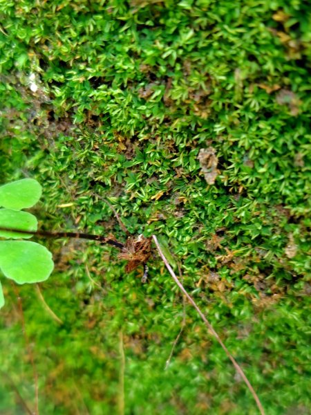 九彎仔步道2816563