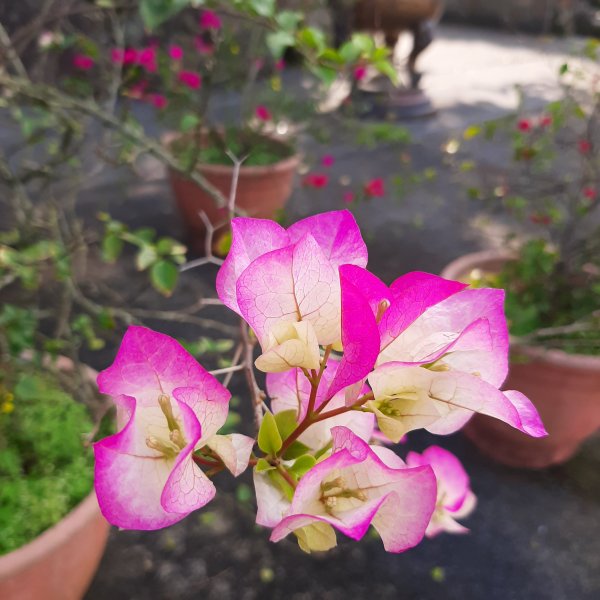 粉粉三色櫻、木蓮花、山茶花爭奇鬥艷812108