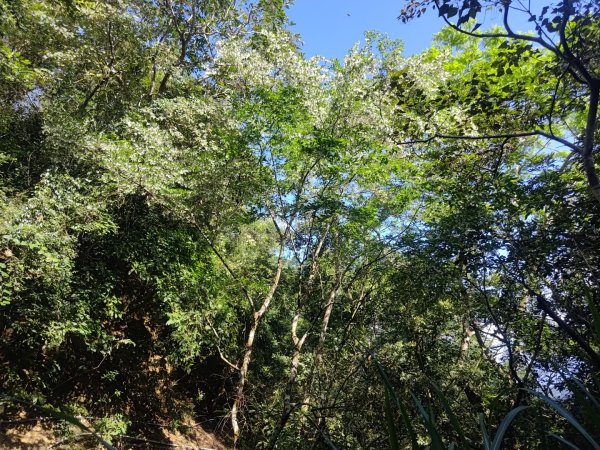 盆貿里山三盆連走2749543