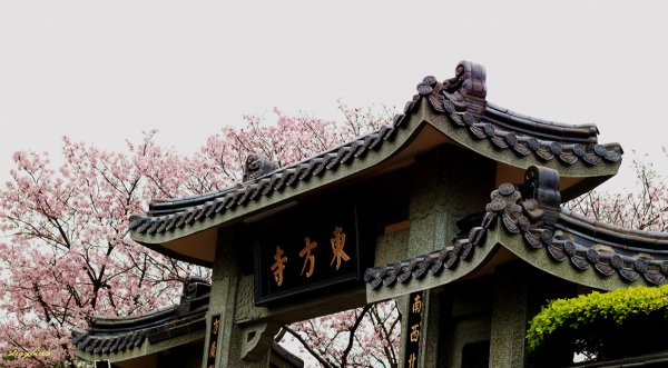 櫻花季的尾聲~在東方寺慢慢的品花落的聲音910705