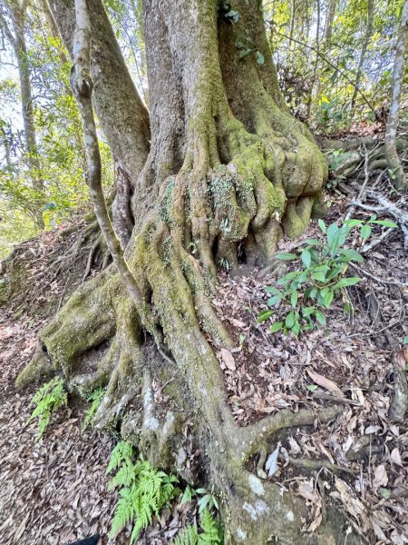 九穹神木 左訪嘉南雲峰 右到好望角看風景上石壁山(小百岳#55)2944781