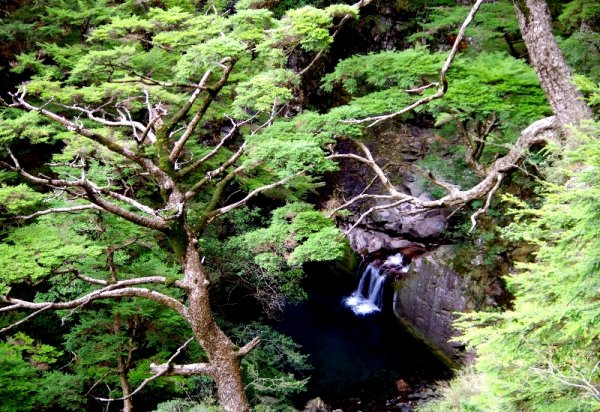 山風15度C吹拂 ~ 合歡溪 步道1551797