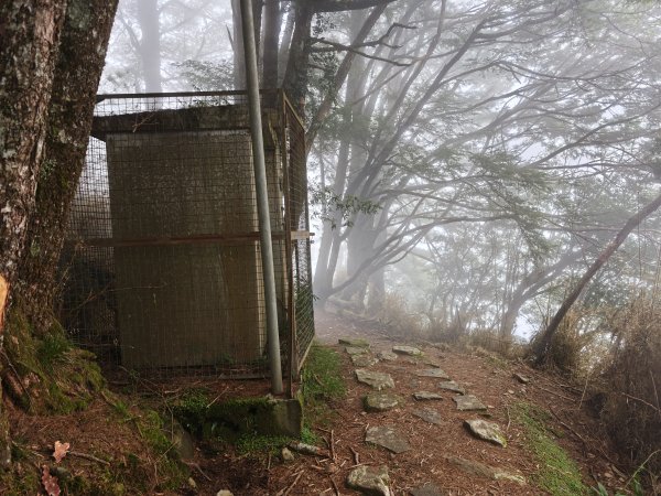 [山海圳_聖山之路_第二段1/4] 2026_0802 鹿林山3109122