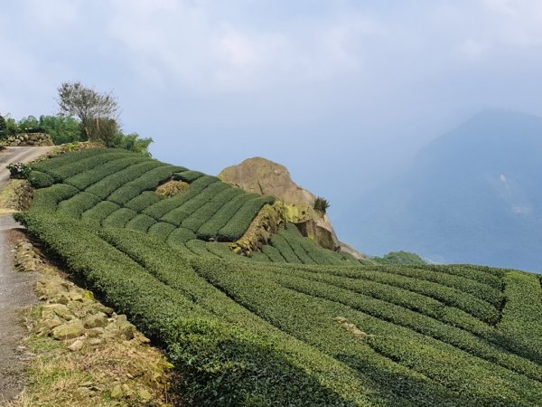 【雲嘉】後棟山連走大二尖山1478496