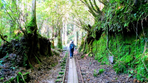 南九州－屋久島繩文杉步道3063483