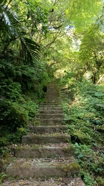 石碇區石霸尖-皇帝殿東峰-玉京山找尋艷紅花影3108304