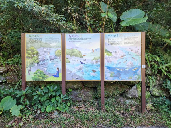 新北烏來｜內洞國家森林遊樂區步道群2904750