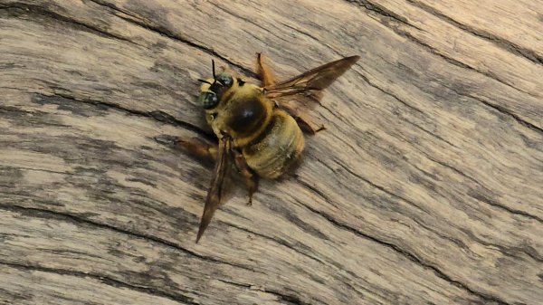 台中大坑頭嵙山（大冠鷲／木蜂／五色鳥／血藤花／鳳凰花）2756690