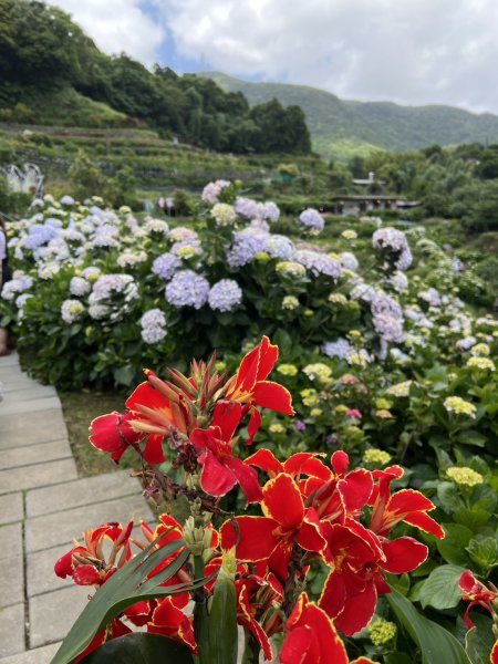 2026-0518 二子坪_大屯坪_青楓步道_猴砍水圳步道_橫嶺古道_半嶺水圳_天母圓環3057265