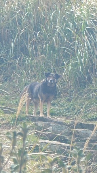 20260125 陽明山前後山健行(無極天元宮~山仔頂步道.向天池.向天山.面天山.二子坪)2998015
