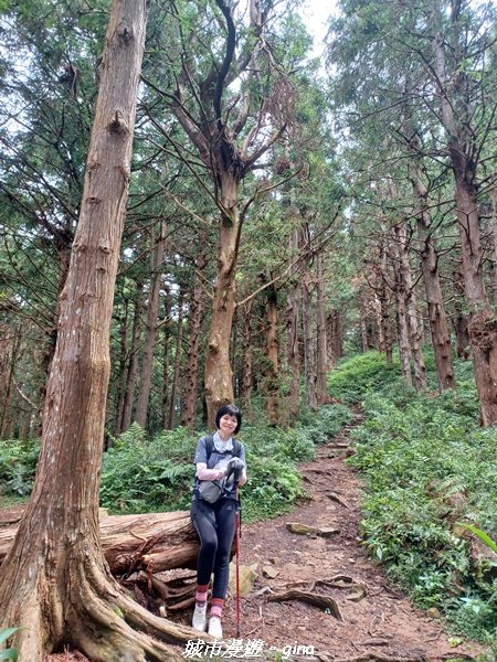 【台中和平】柳杉孟宗竹香杉步道林相豐富。 長壽山(肥崠山)山徑2880619