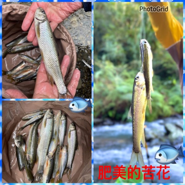紅河谷越嶺-加九寮秘境💙露營⛺️釣魚趣2817727