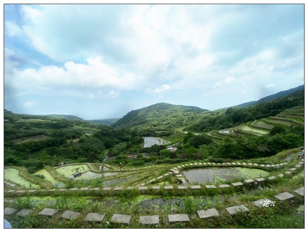嵩山梯田 ( 新北、石門 )