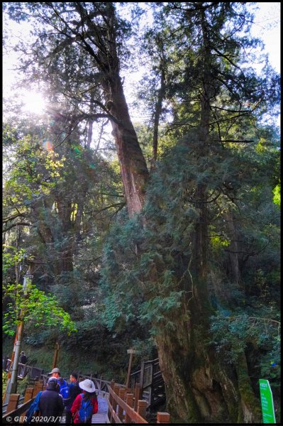 全台最大的紅檜森林 ~ 拉拉山巨木群885530