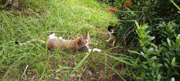 2025/10/24_明德水庫湖濱步道2925672