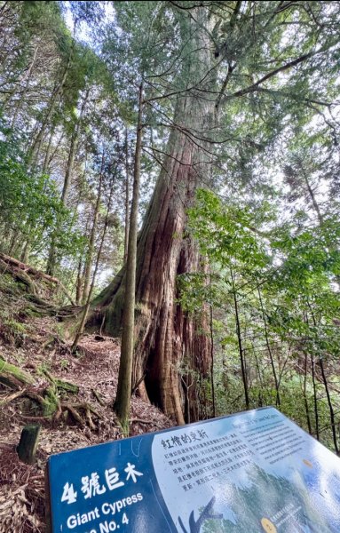 觀霧-檜山巨木群步道2925563