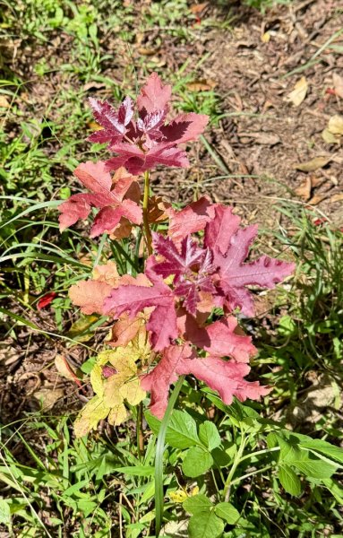 瞭望台-瓊山-望美山-獵人古道2887771