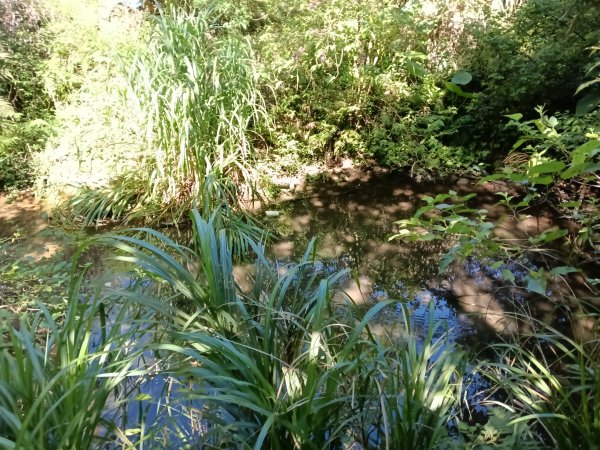 汐止區白雲古道+白雲寺O型2911978