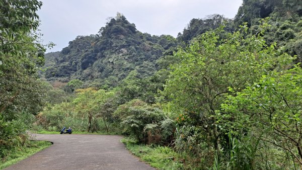 20240314姜子寮古道-姜子寮山-旗尾崙-姜草越嶺古道O繞2453763