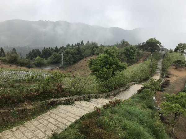 110年4月25日雲林  雲嶺之丘 五元二角 木馬古道1456568