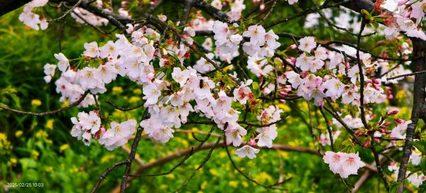 追花是簡單的快樂，賞花是恬淡的幸褔 2/252720101