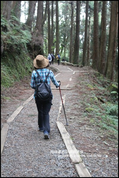 嘉義。特富野古道。鐵道森林最美的步道422583
